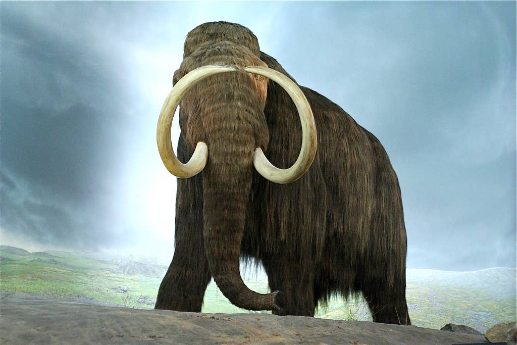 X Extinct Extinct Species