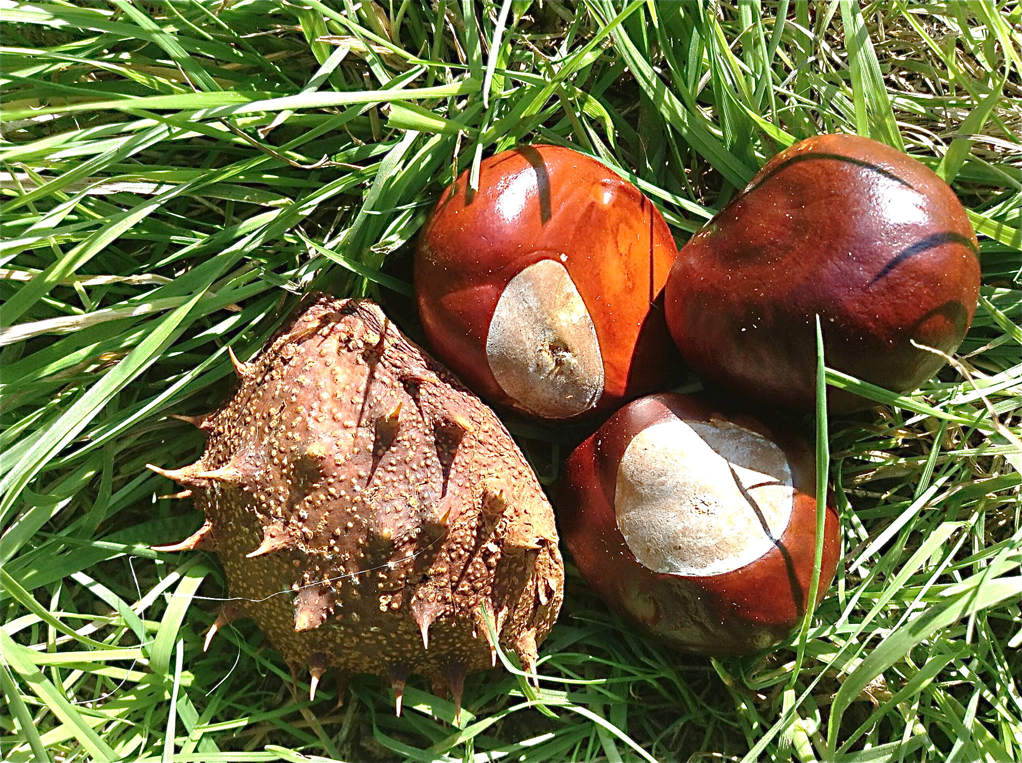 https://owlcation.com/.image/c_fill%2Cg_faces%3Acenter/MTc0Mjc4MjQ0MTA1NzI1ODIw/the-horse-chestnut-tree-and-conkers-fun-and-surprising-facts.jpg