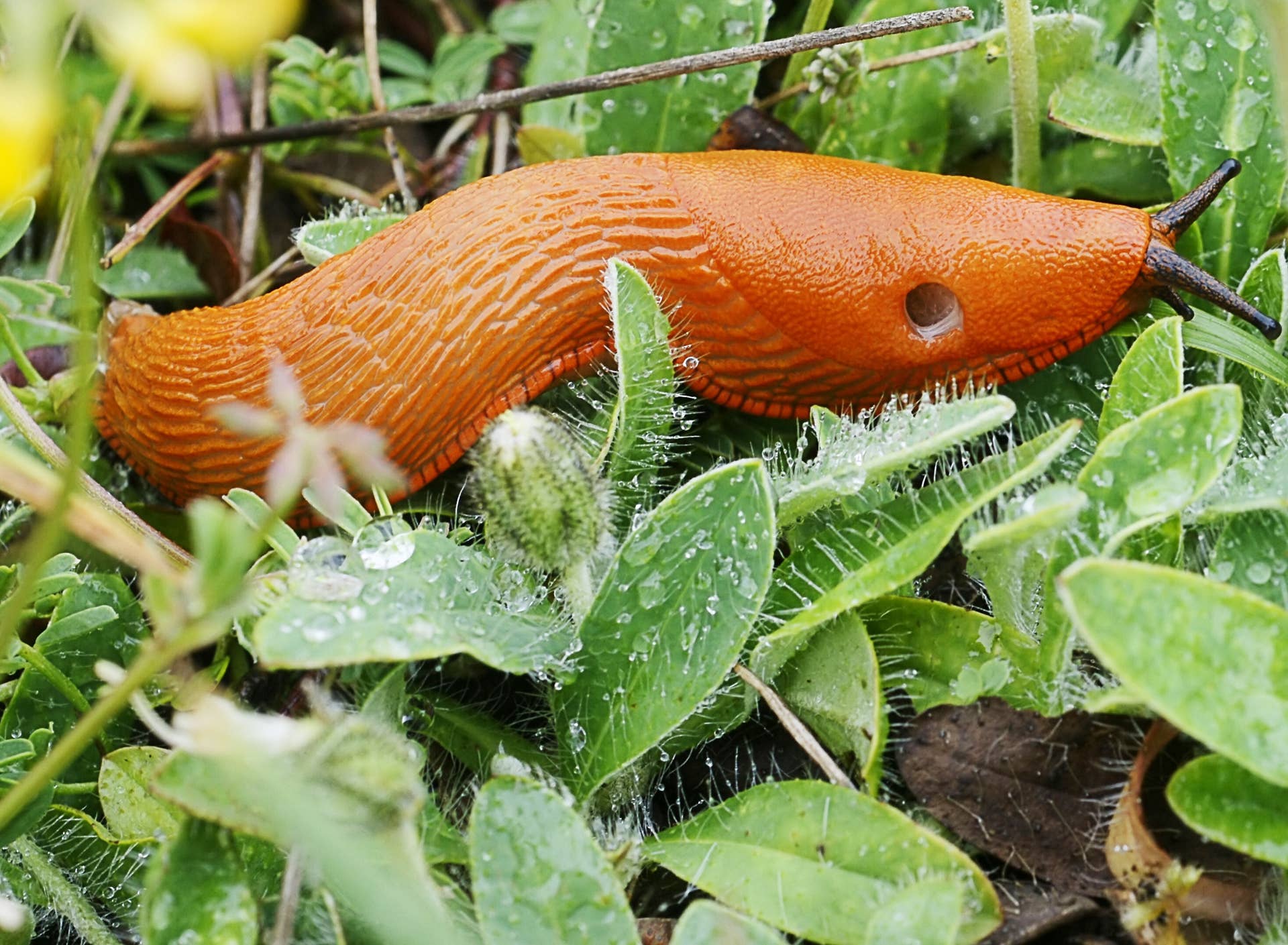Can Slugs Survive in Water: Shocking Truths Revealed