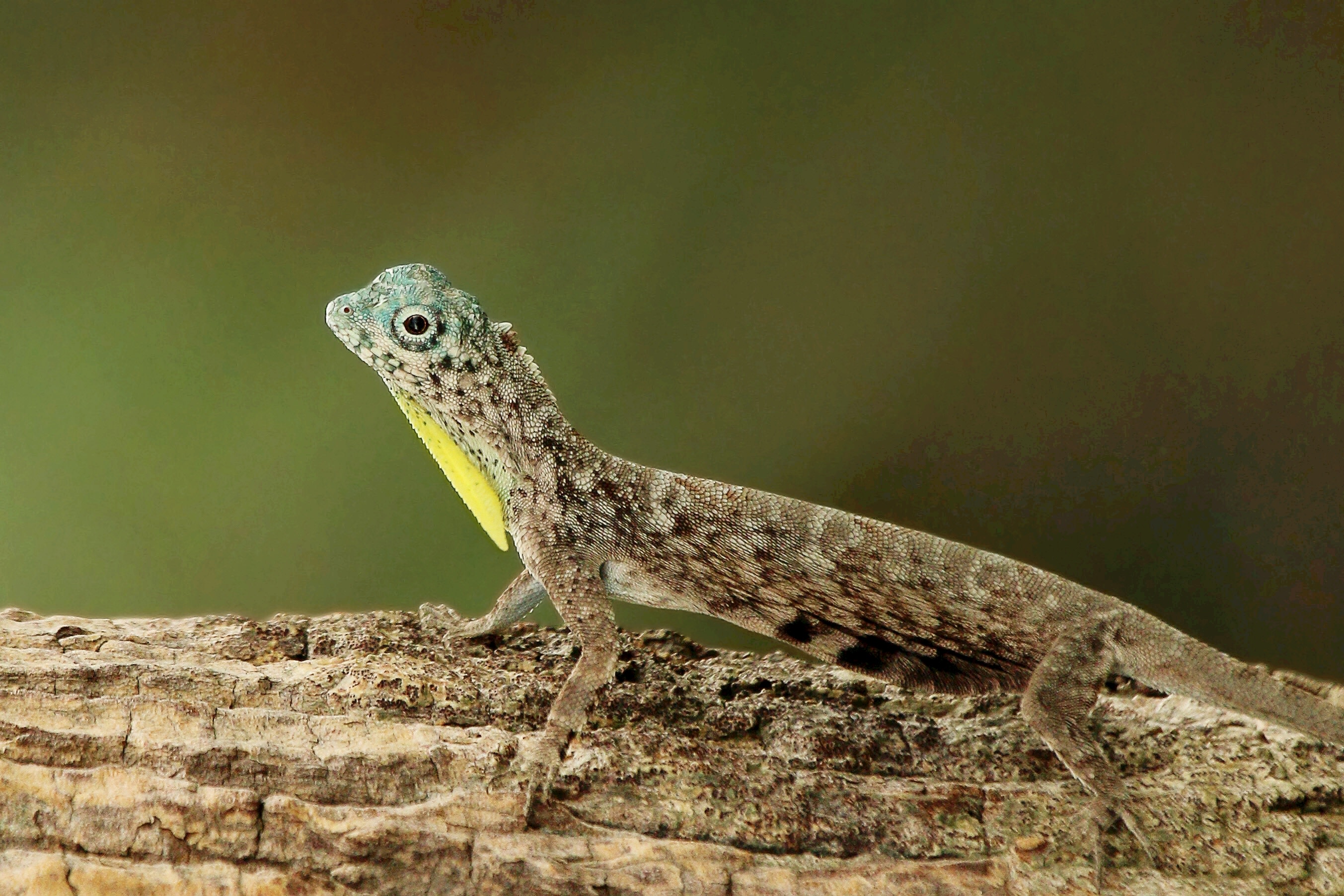 Draco Lizards and Flying Dragons: Reptiles That Glide