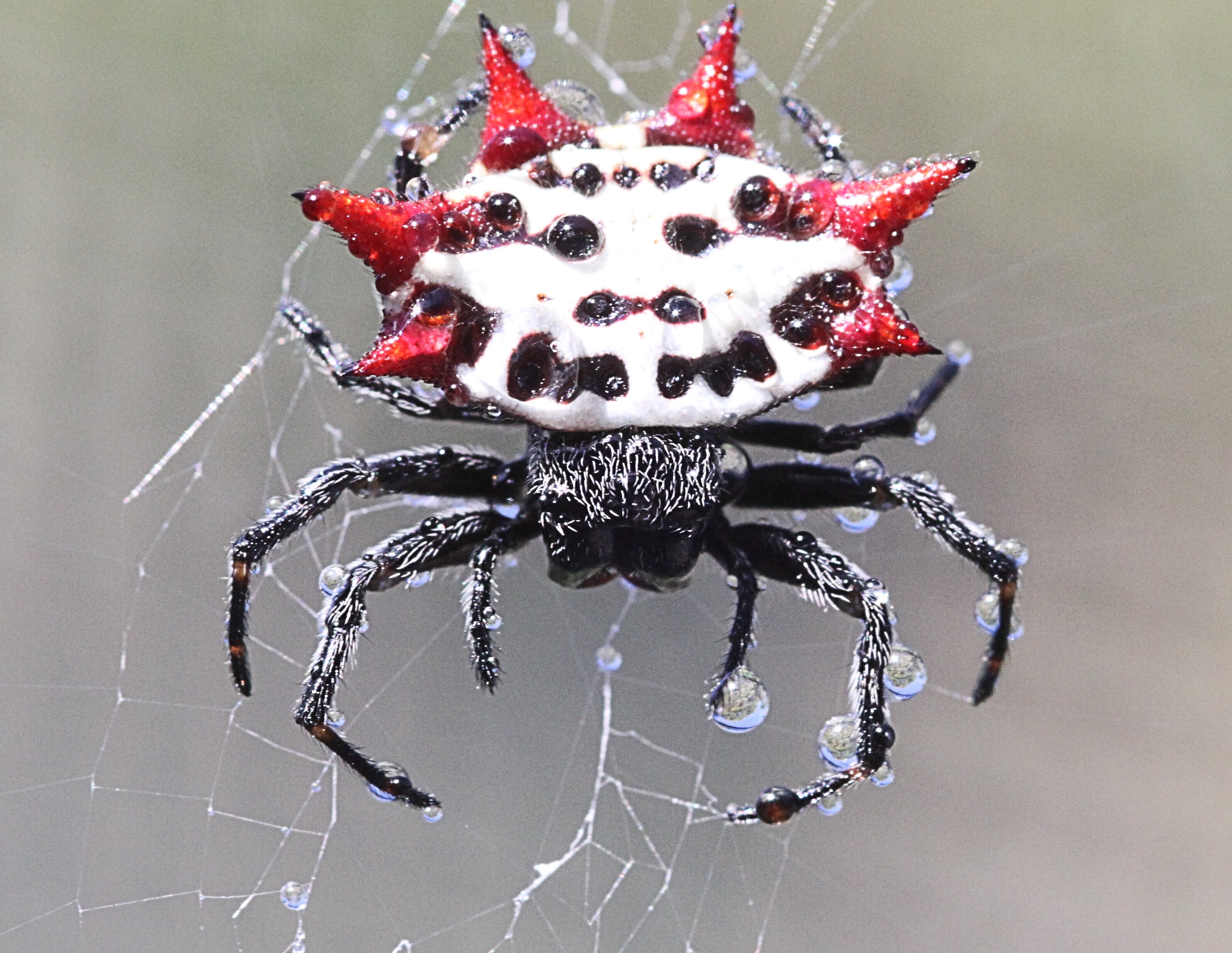Amazing Spiders: Strange and Interesting Arachnid Facts - Owlcation, image size:3192x2469