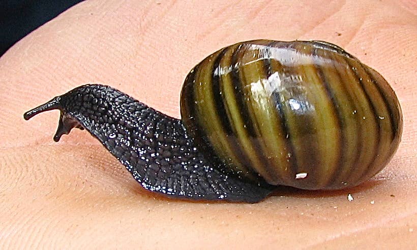 Can Snails Survive Cold Weather: Surprising Facts Revealed