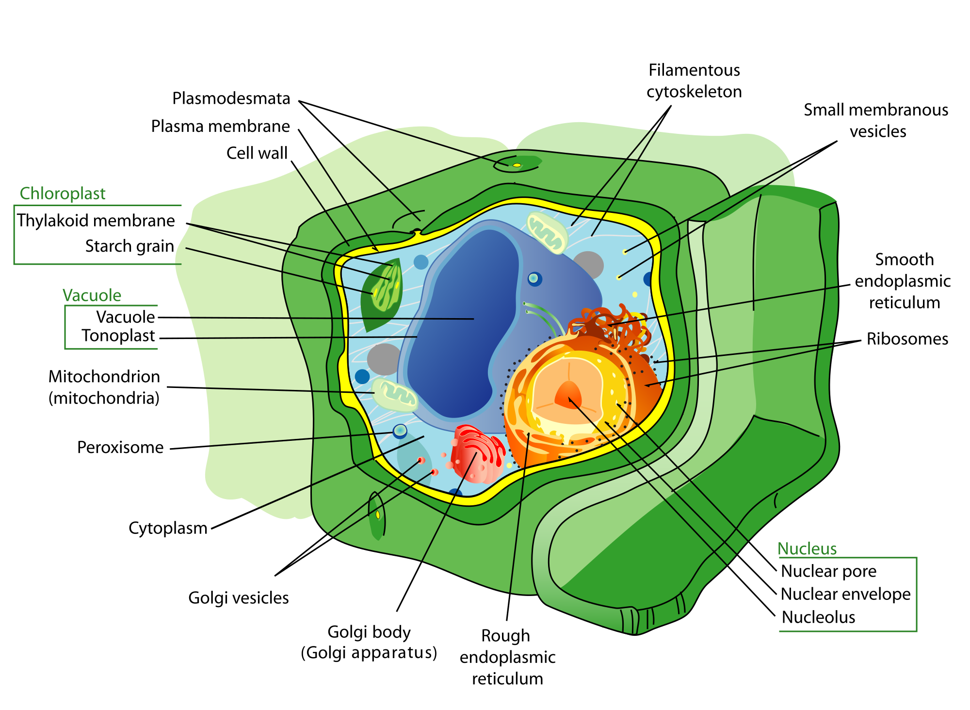 Organelles or Compartments in Bacteria and Eukaryotic Cells - Owlcation