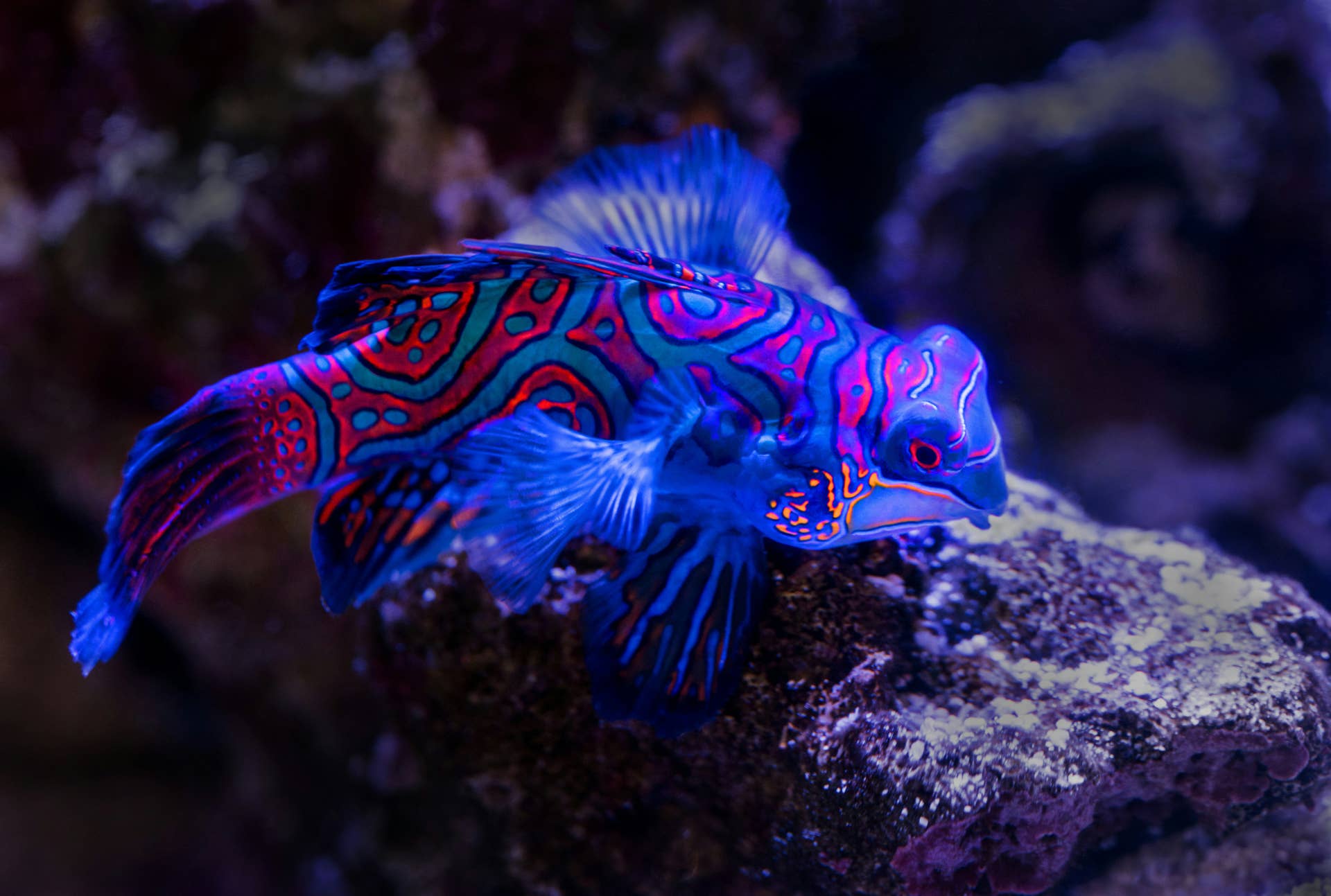 The Most Beautiful Fish In The World