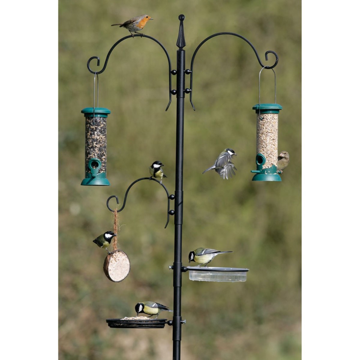 Britain's Most Colourful Birds - Owlcation, image size:1200x1200