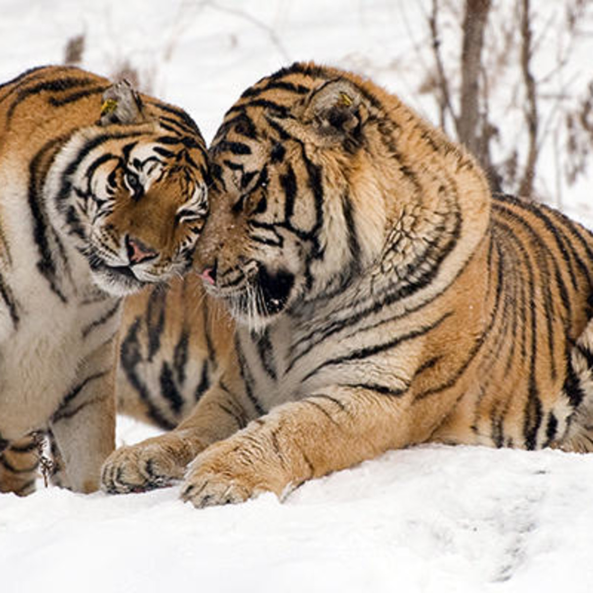 Bengal and Siberian Tiger Facts and Conservation Efforts - Owlcation, image size:1200x1200
