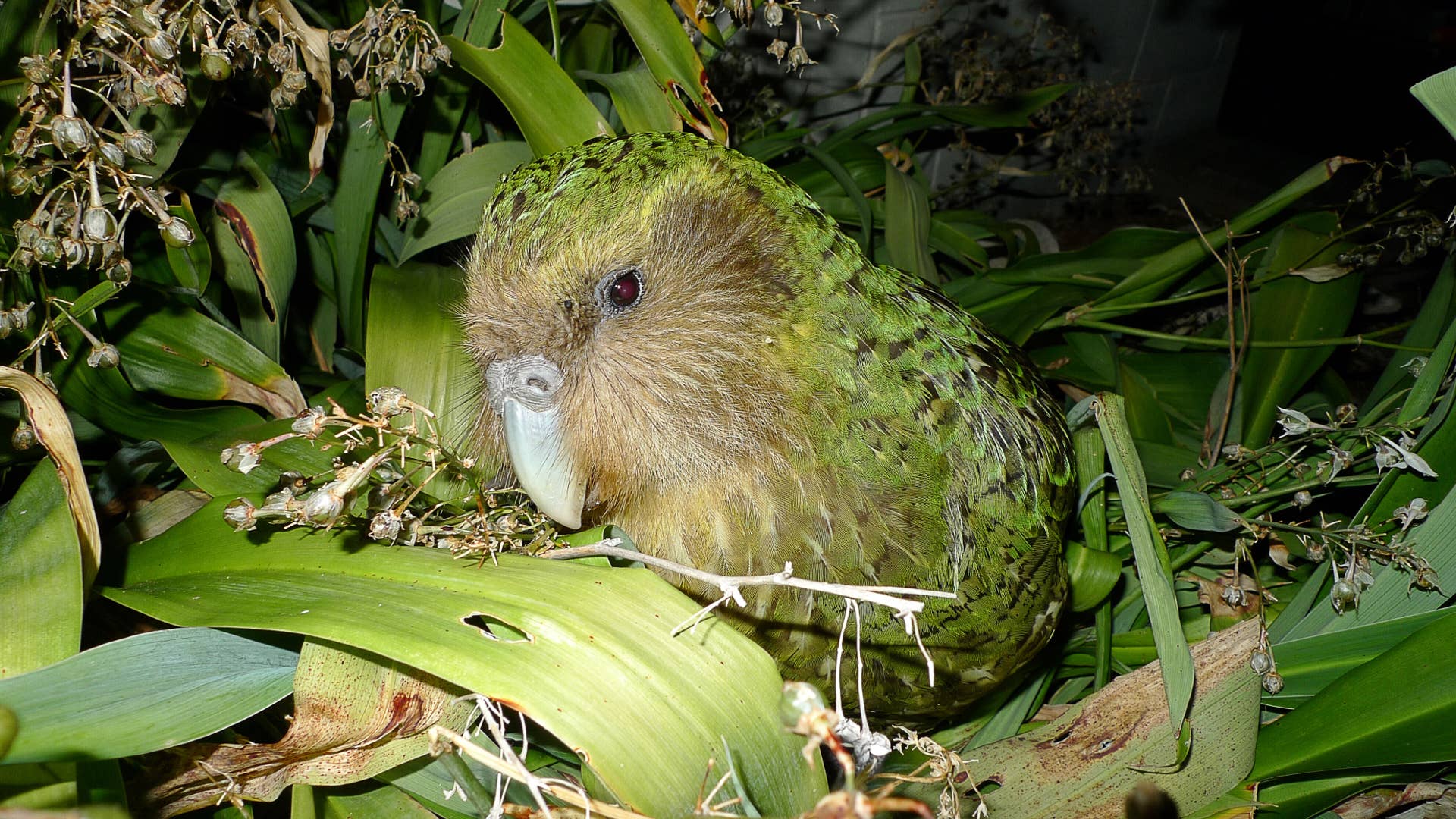 Fun Facts About Endangered Birds: Surprising Insights You Need