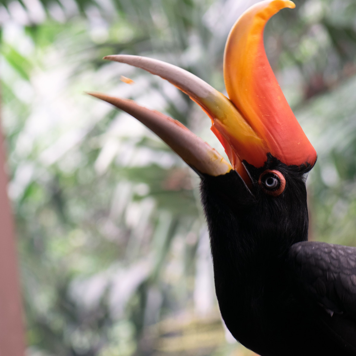 A Bird With a Big Strong Beak That Eats Nuts: Nature’s Nutcracker Expert