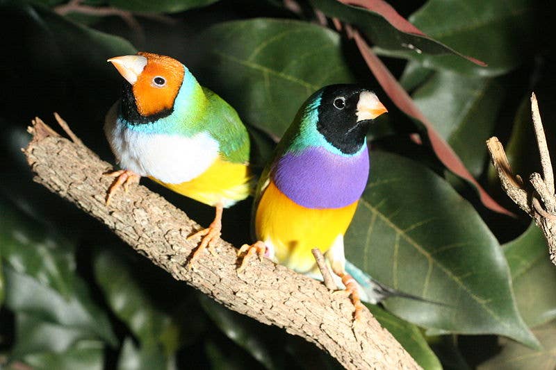 Which Best Describes Singing Behavior in Birds: Key Insights Revealed