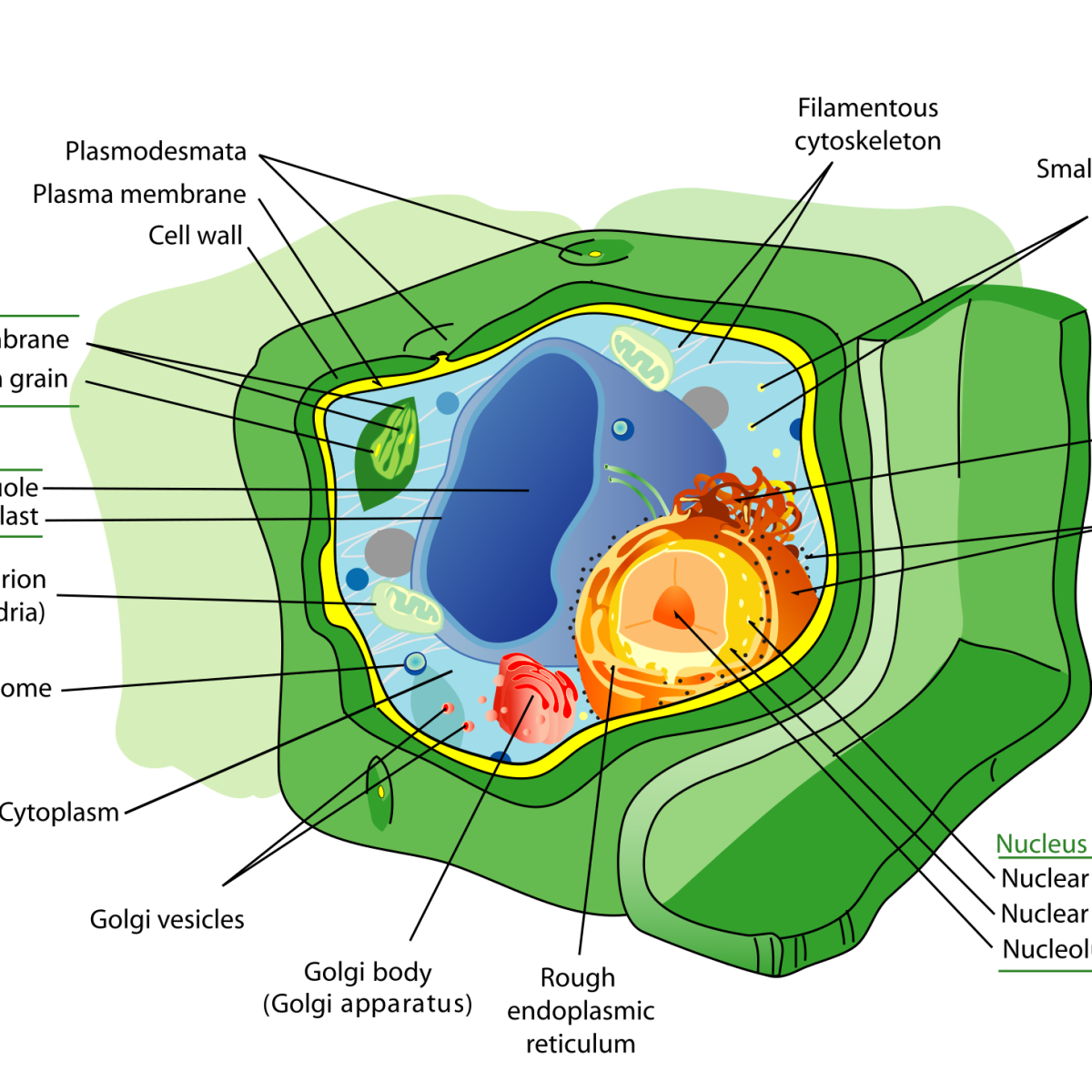 Organelles or Compartments in Bacteria and Eukaryotic Cells - Owlcation