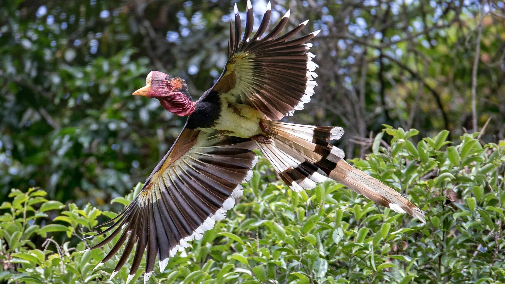 Interesting Endangered Birds: Stunning Species You Must Know