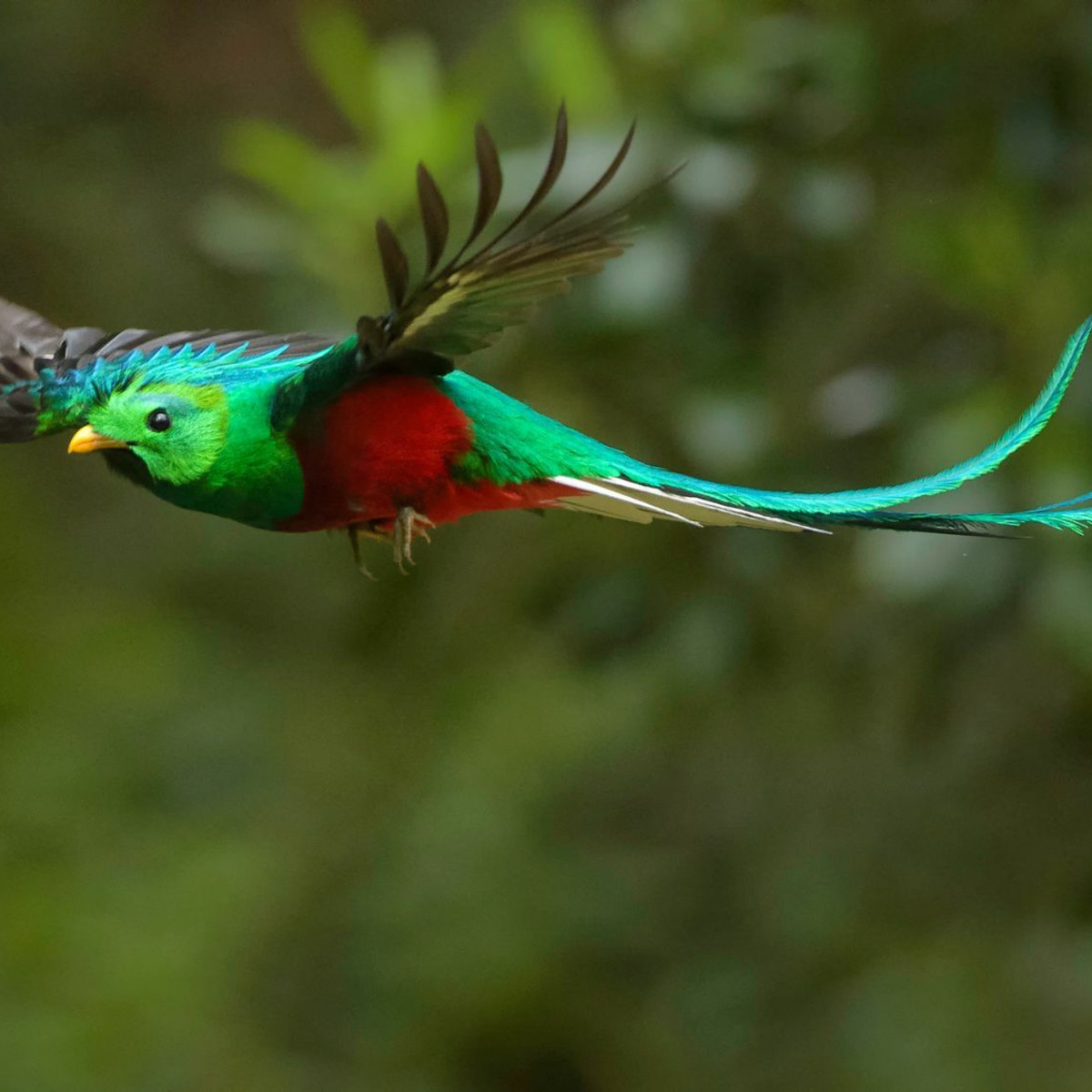 What is the Beautiful Bird