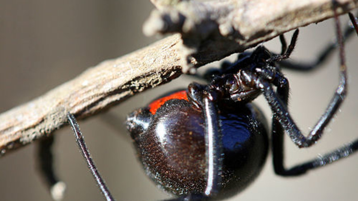 black_widow_spiders.jpg