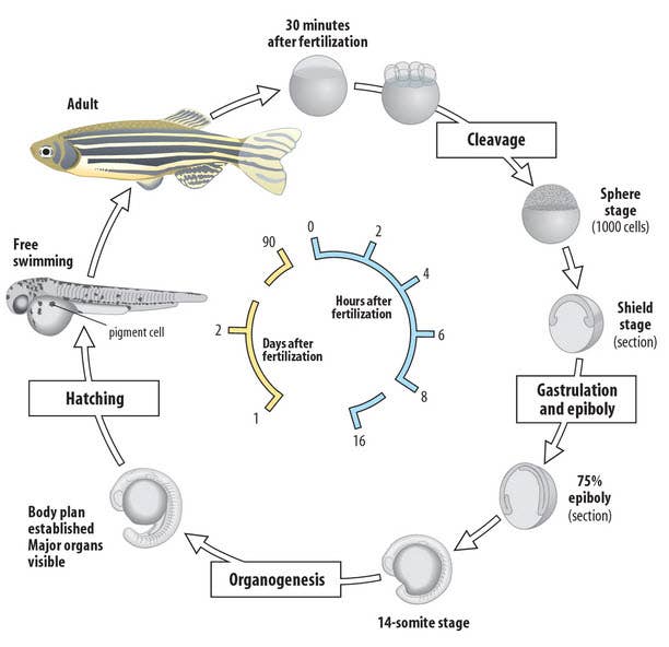 Zebrafish Embryo Diagram