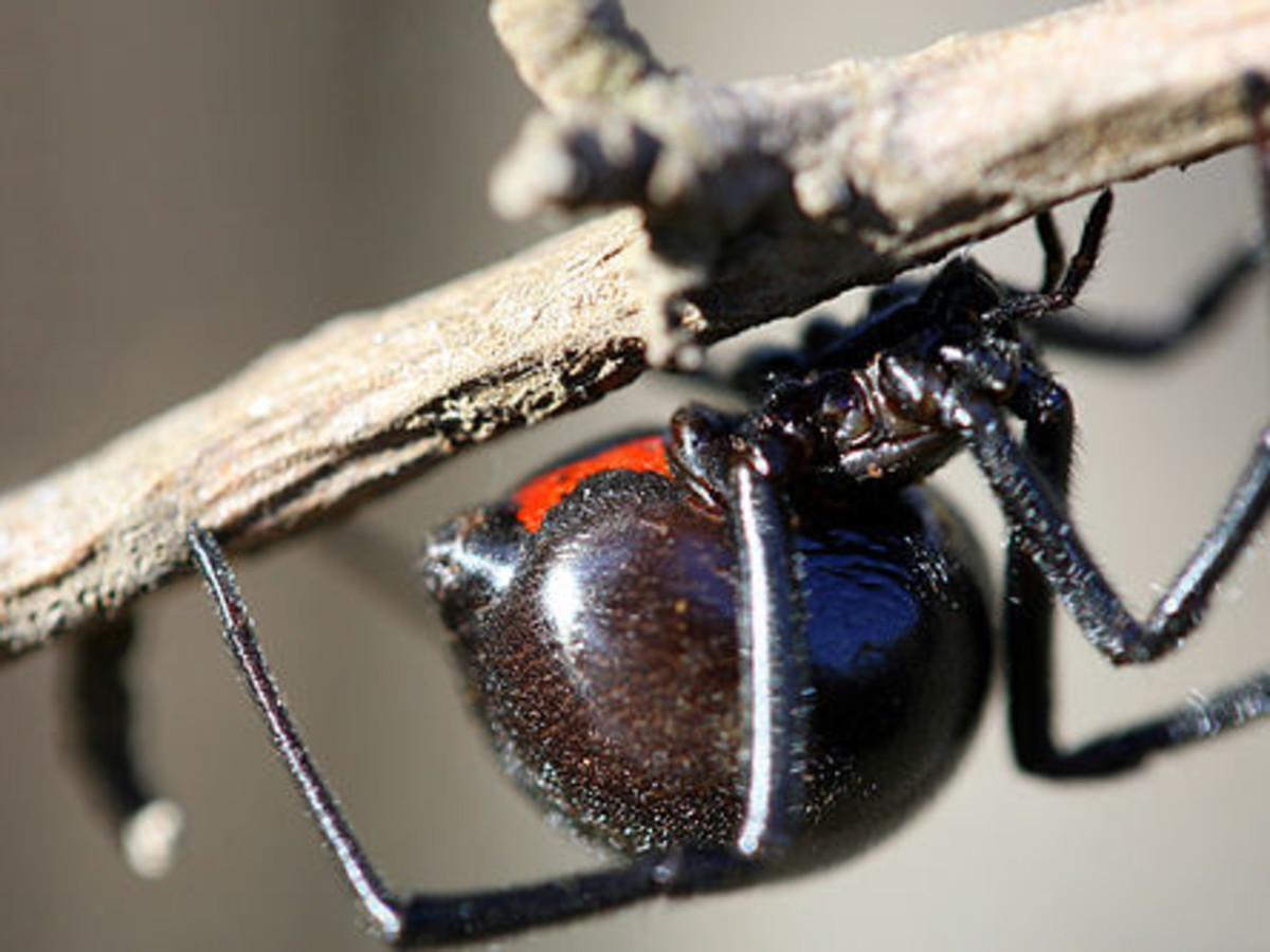 Cold Hard Facts About the Black Widow Spider - Owlcation