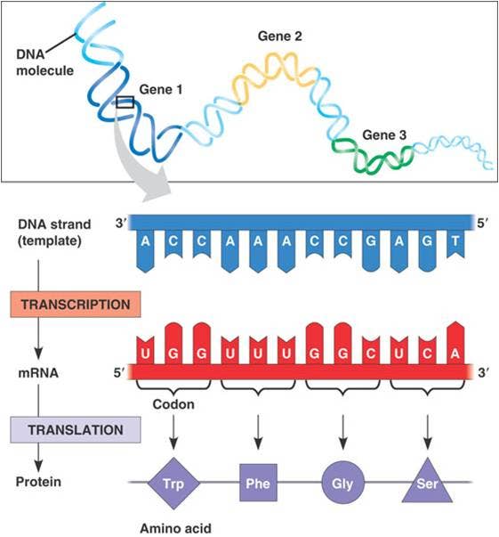 Dna Transkriptions-und Translationsdiagramm Regulation Of Gene