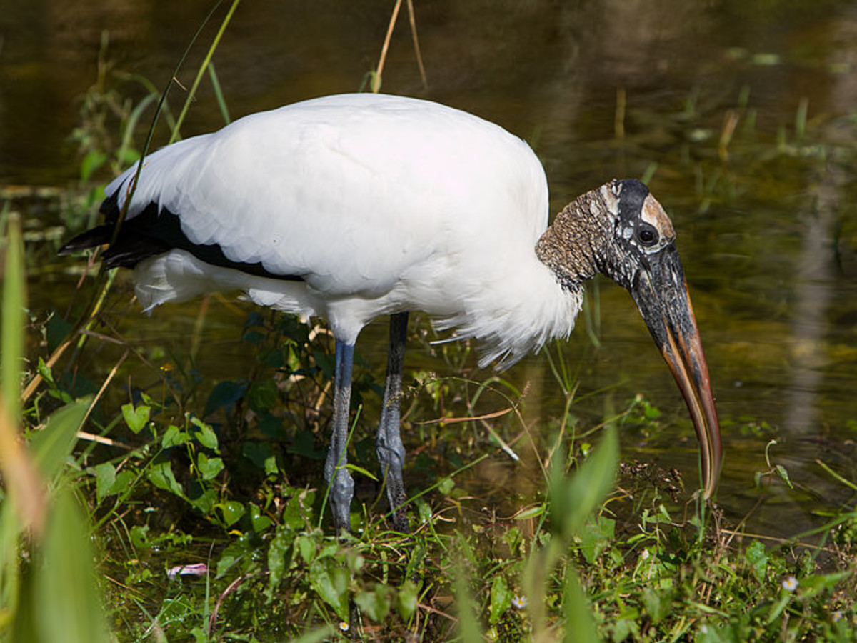 What is Florida Bird