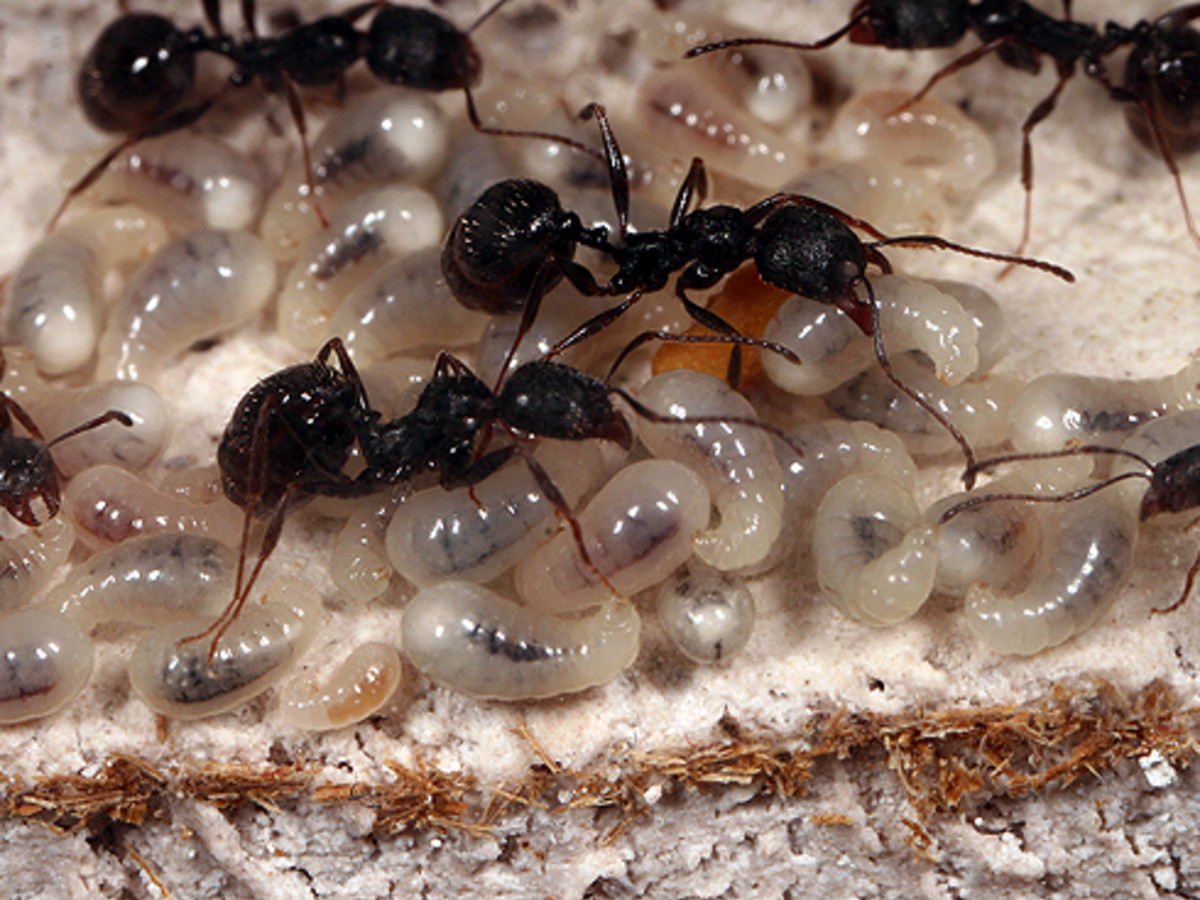 Cooperative Behaviour in Animals - Owlcation