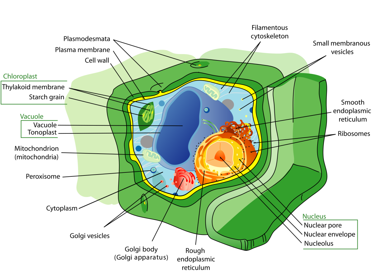 Organelles or Compartments in Bacteria and Eukaryotic Cells - Owlcation