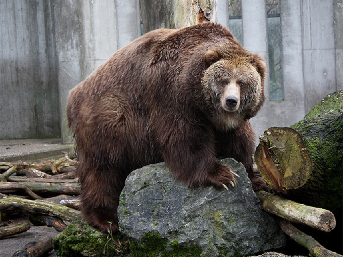 The Kodiak Bear: The Largest Bear in the World? - Owlcation, image size:1200x900