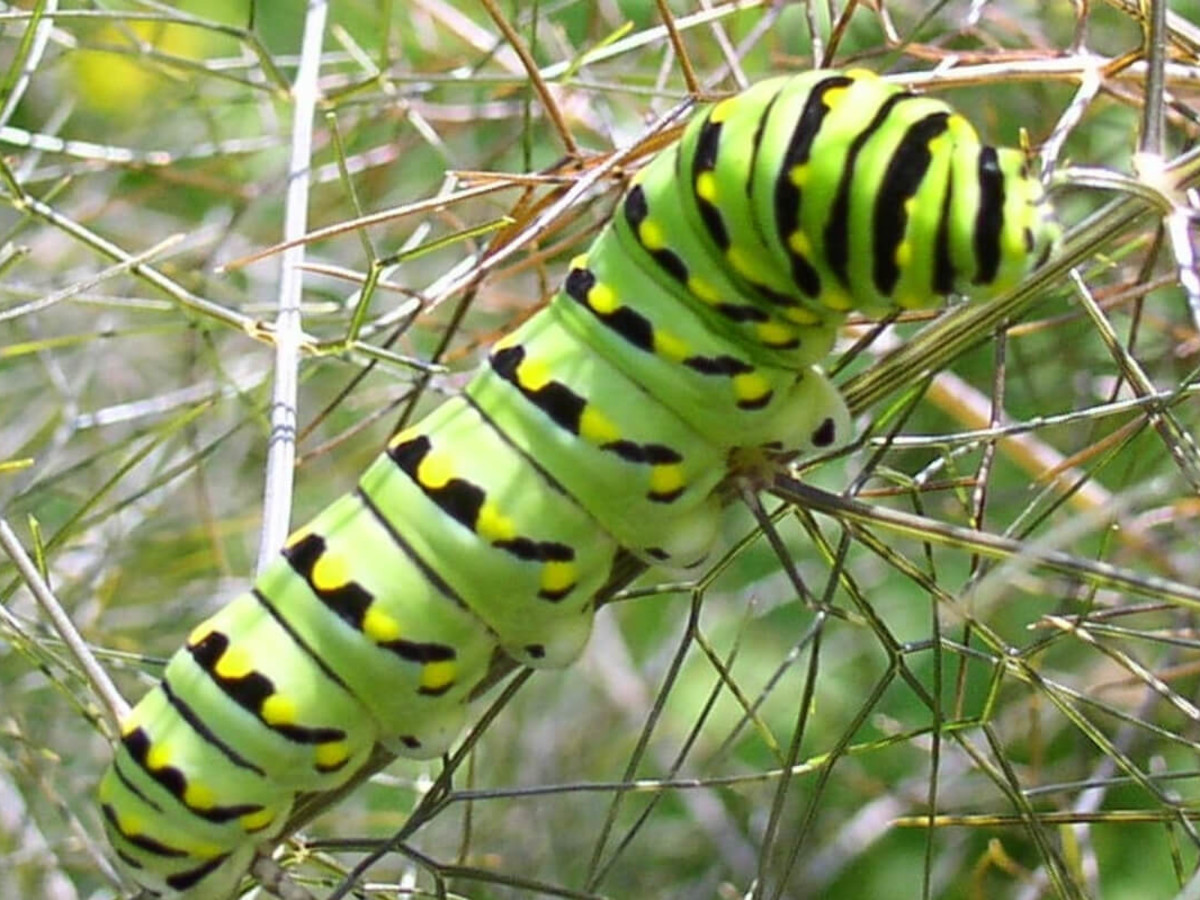 Green Caterpillar Identification Guide: 18 Common Types - Owlcation, image size:1200x900