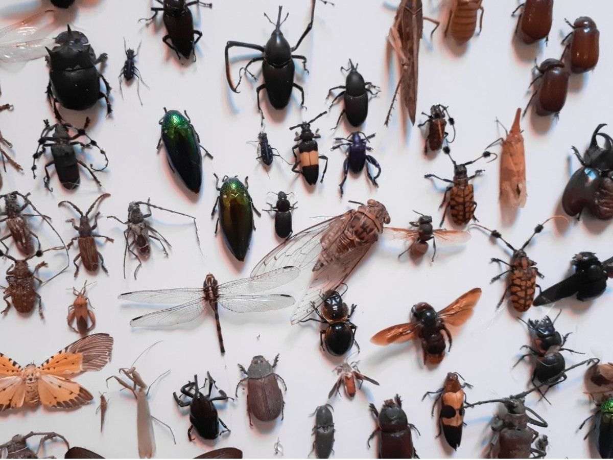 Ultimate Guide to Identifying 32 Common Insects - Owlcation, image size:1200x900