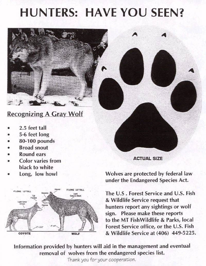 Grey Wolf Paw Size