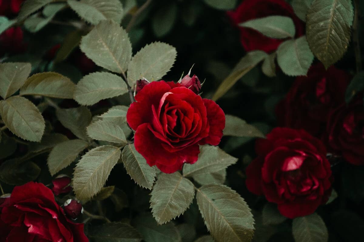 20 Most Beautiful Flowers of the Philippines - Owlcation