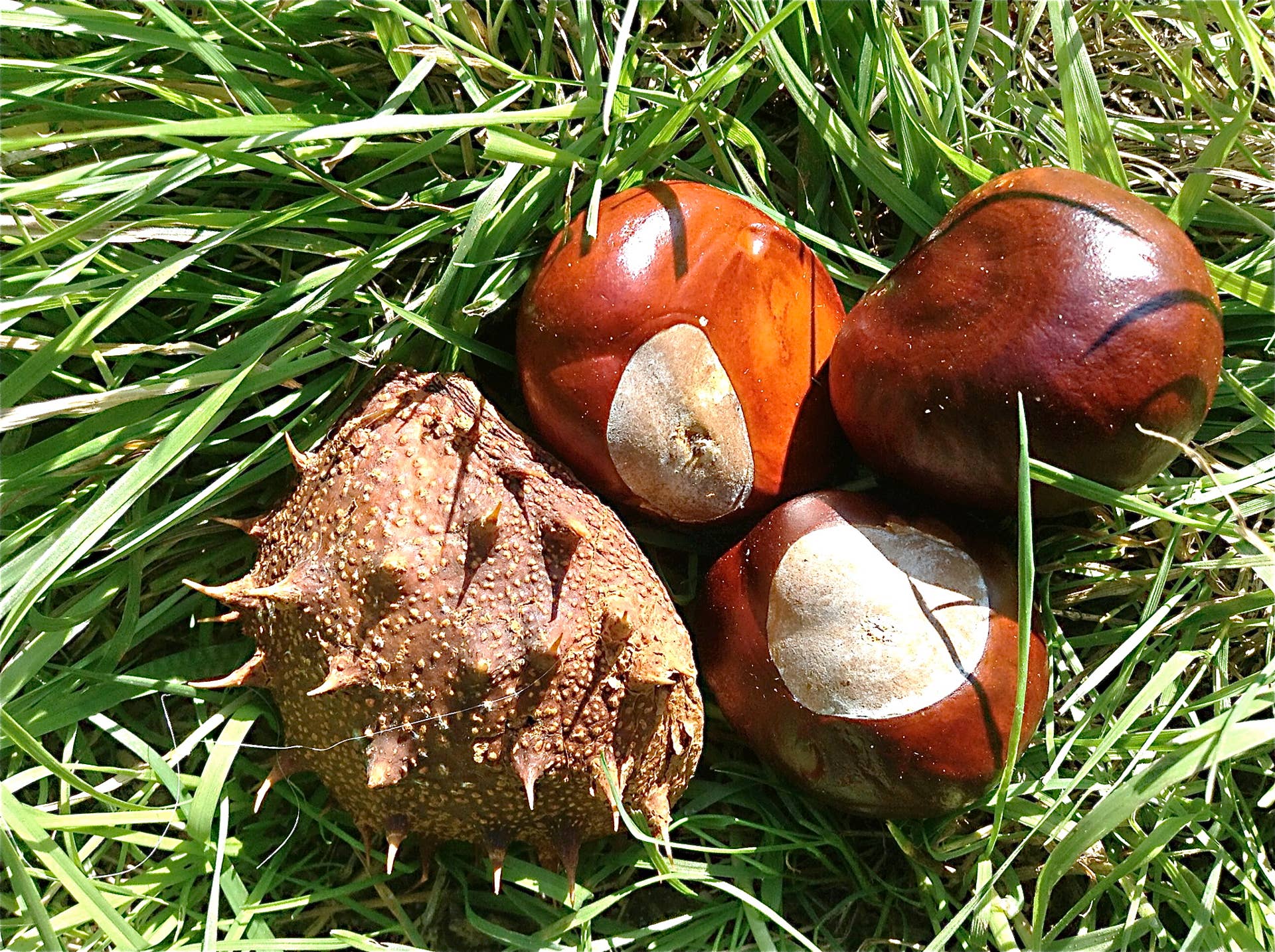 Horse Chestnut Tree and Conkers: Fun Facts and Uses - Owlcation