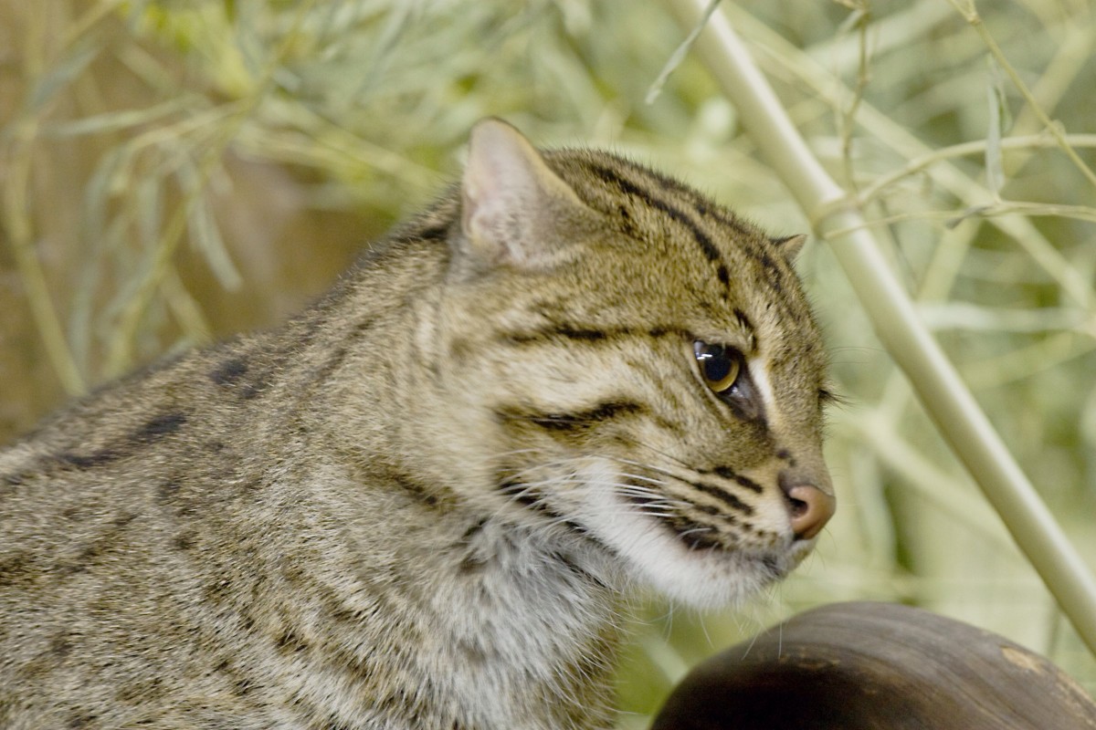 fishing cat as a pet