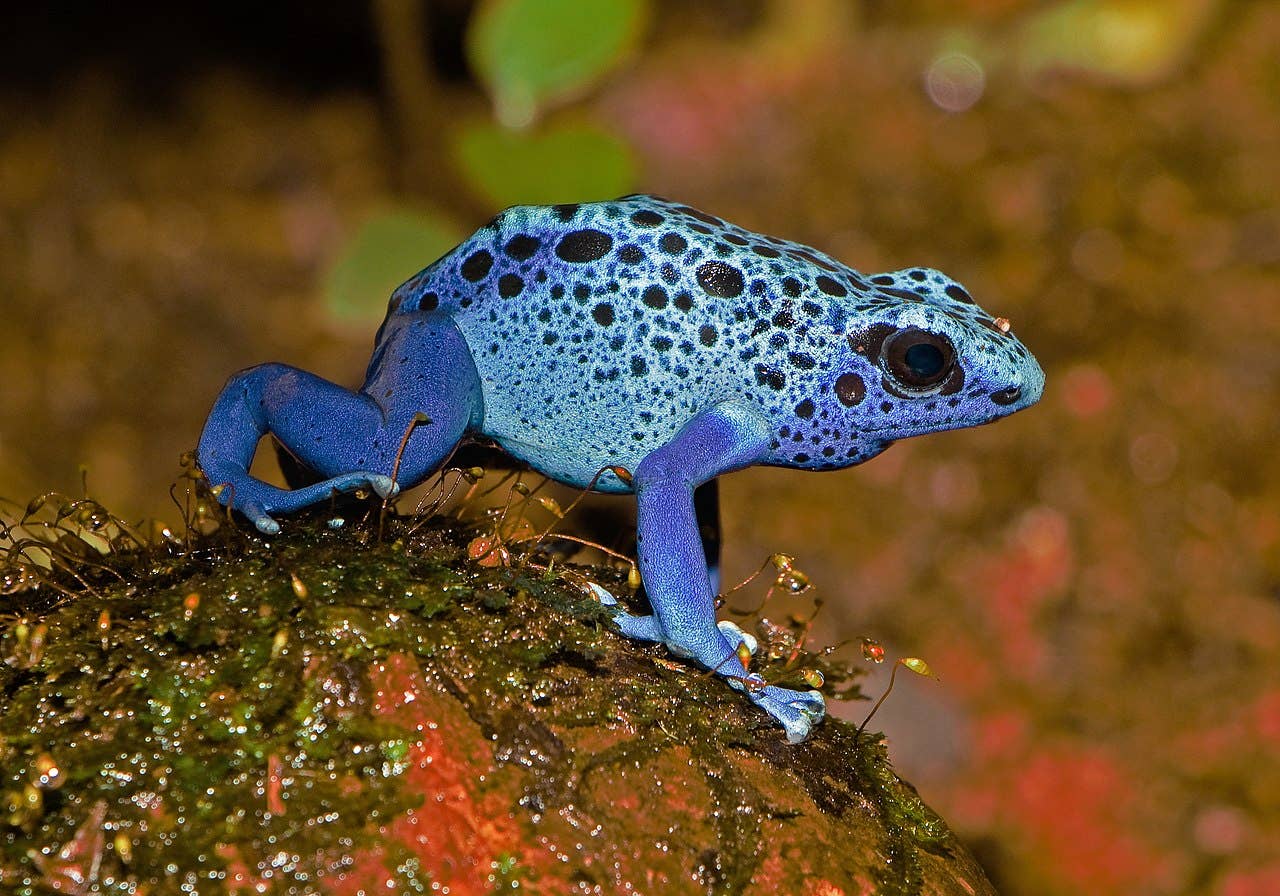 Colorful Frogs