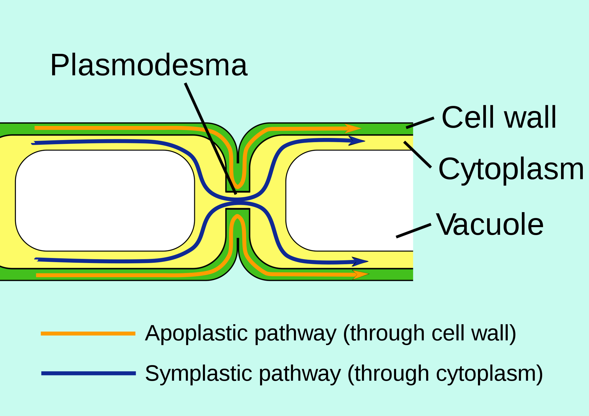 Structure Of A Plant Cell A Visual Guide Owlcation Structure Of A Plant Cell A Visual Guide Owlcation