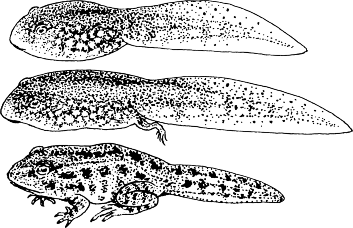 ▲01)【同梱不可】Tadpoles The Biology of Anuran Larvae/オタマジャクシ 無尾類の幼生の生物学/洋書/Univ of Chicago/1999年/A Wood Frog Tadpole (Rana sylvatica) on a green backgroundの