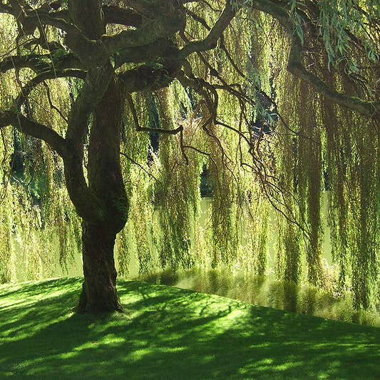 How to Write a Triolet Poem - Owlcation