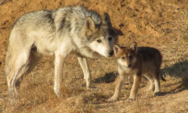 The Timeline of Grey Wolves: Ancestors and Evolution - Owlcation