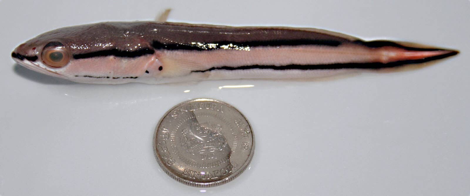 Snakehead Fish: Invasive Predators in North America - Owlcation