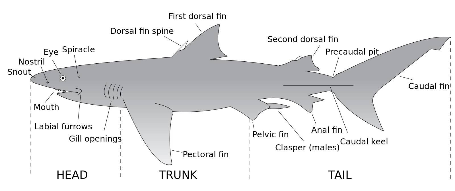 Frilled Shark Facts: A Strange and Fascinating Deep-Sea Fish - Owlcation