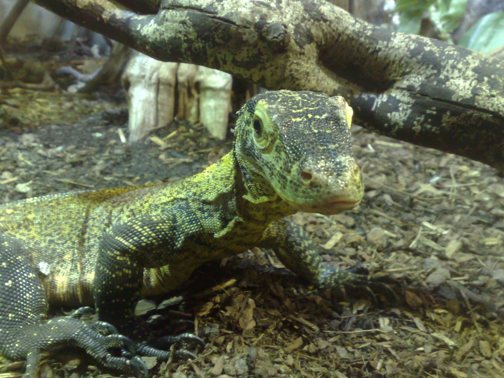Parthenogenesis: Virgin Births in Nature - Owlcation