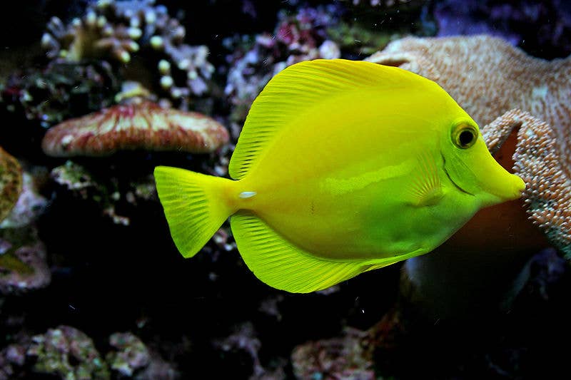 Yellow Fish Identification Neon Yellow Fish New, Ultra Colorful Neon Fish Species Discovered