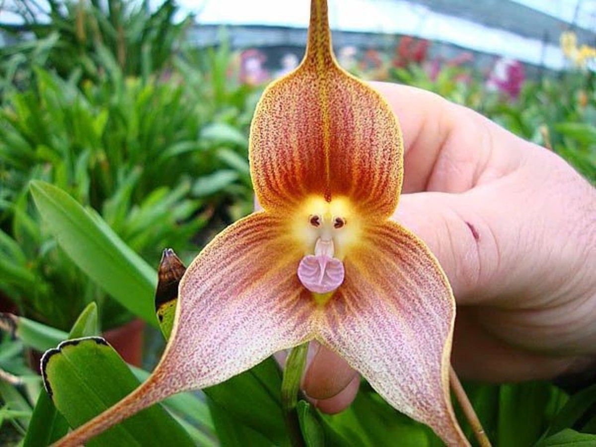 10 Most Beautiful Flowers In The World Owlcation 10 Most Beautiful Flowers In The World Owlcation