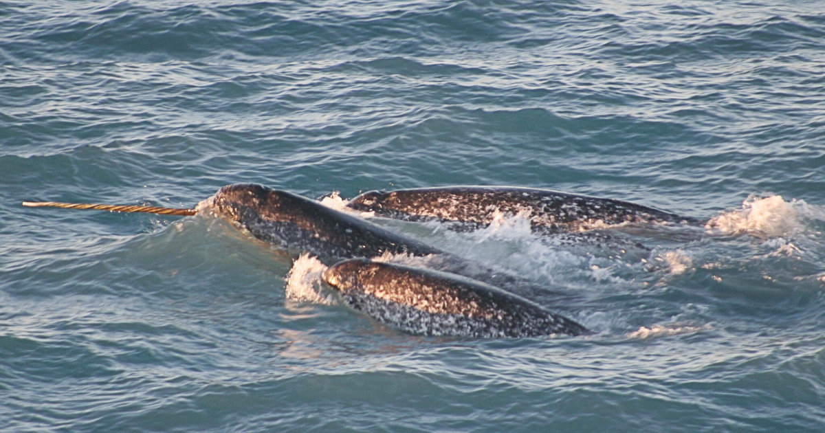 Narwhal Facts: The Fascinating Unicorn Whale of the Arctic - Owlcation