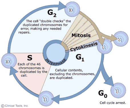 Stages of the Cell Cycle: Mitosis (Interphase and Prophase) - Owlcation