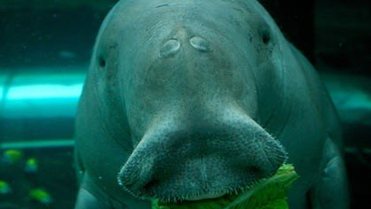 All About Dugongs and Manatees - Owlcation, image size:1200x675