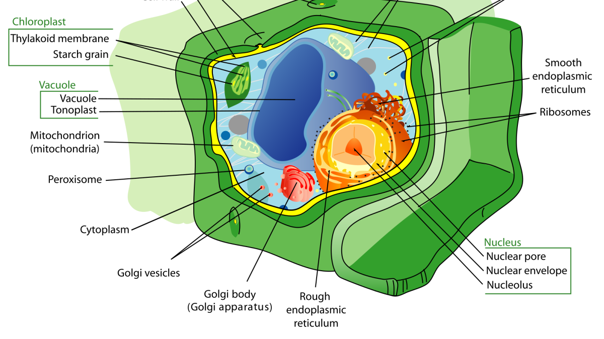 Organelles or Compartments in Bacteria and Eukaryotic Cells - Owlcation