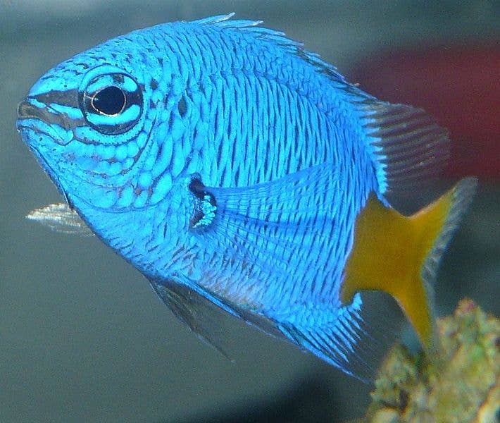Bright Blue Freshwater Fish