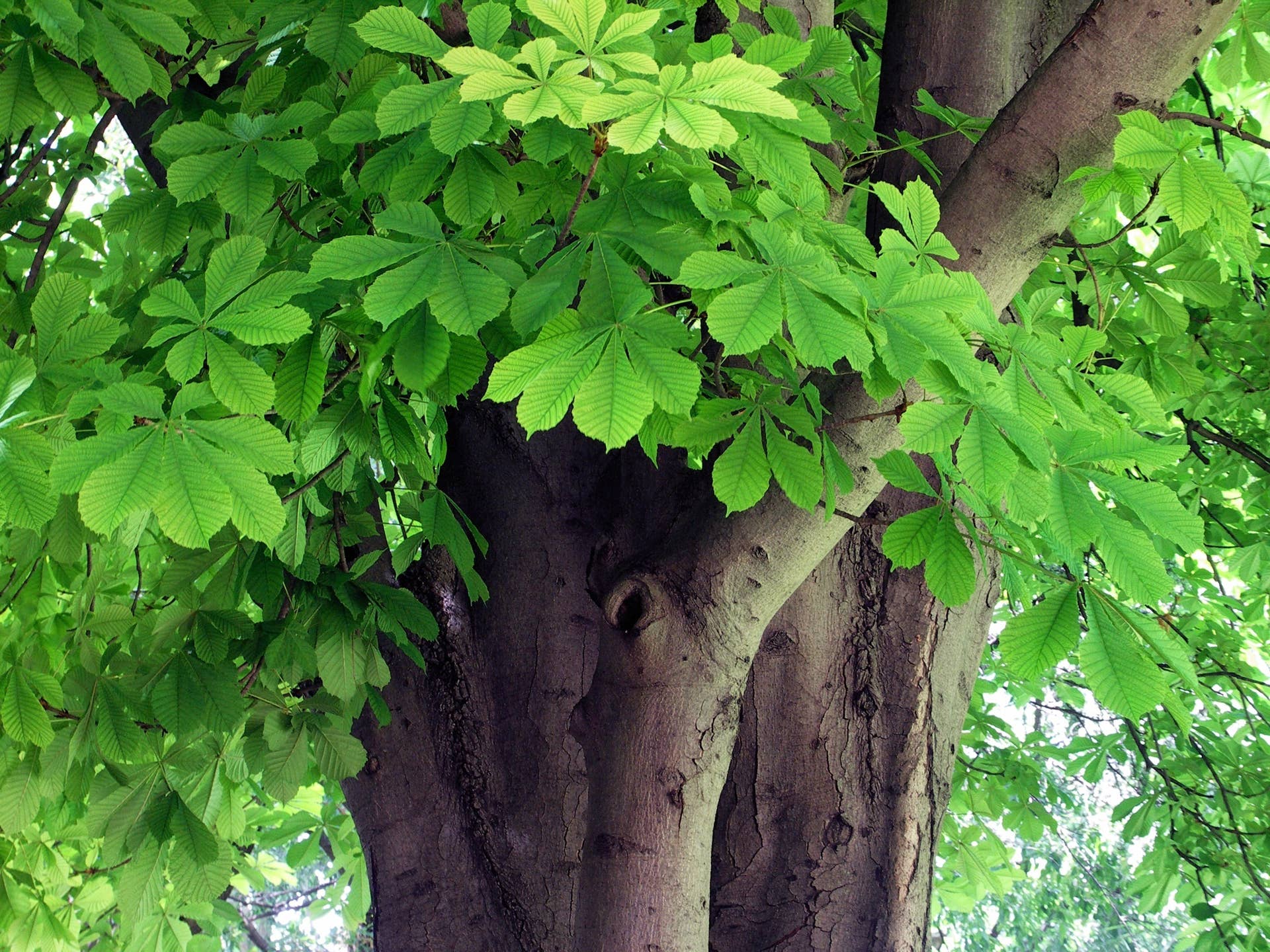 Types Of Conker Tree