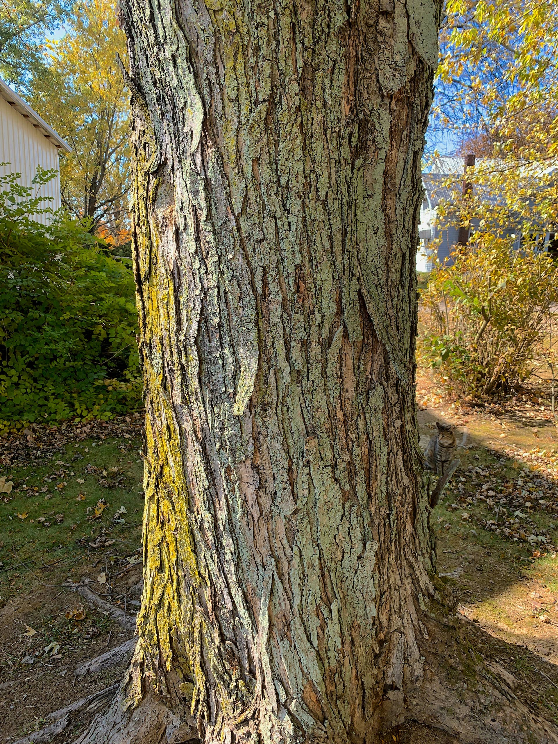 Types Of Oak Tree Bark