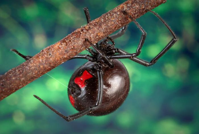 Black Widow Spider Silk in World War I and II - Owlcation