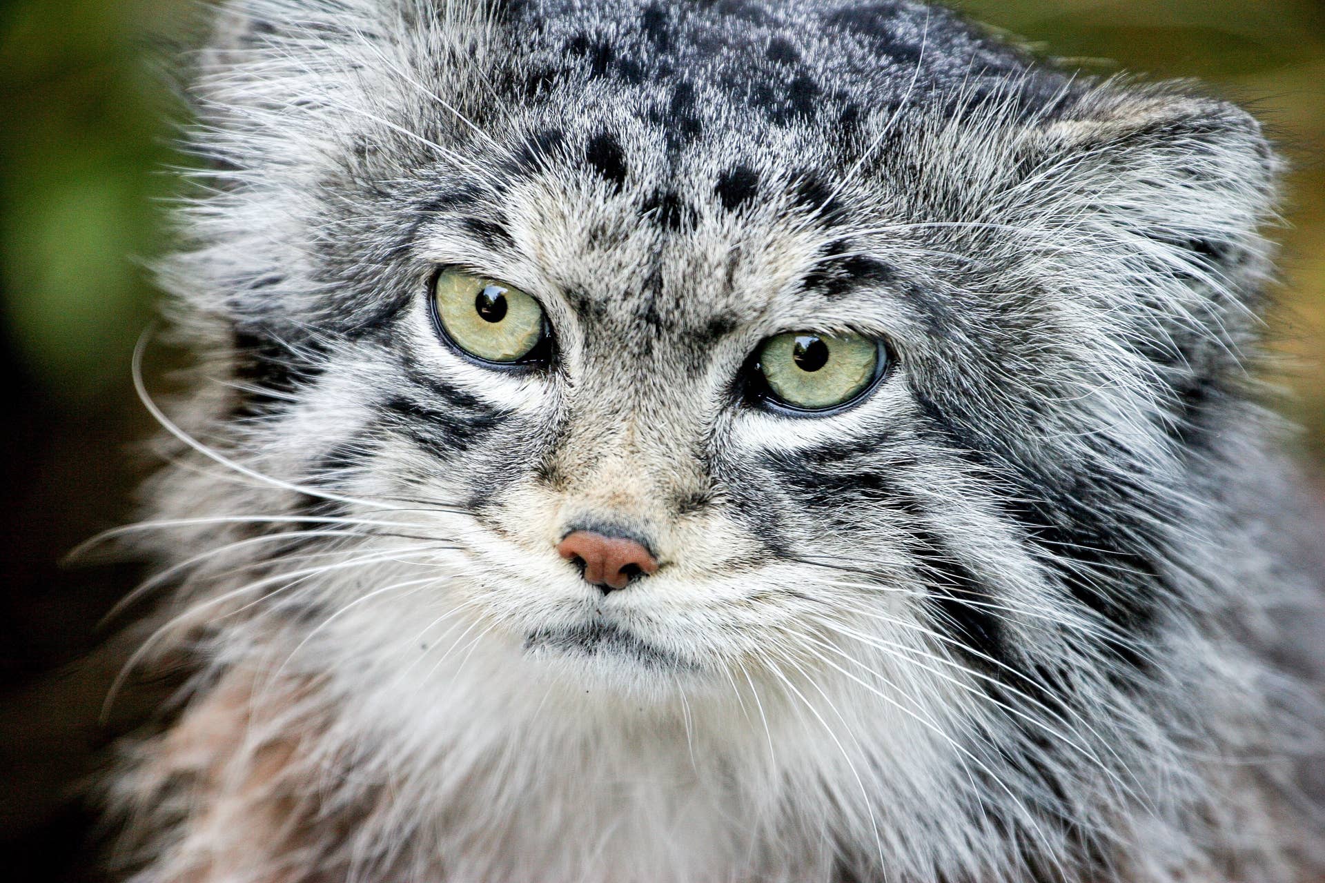 What Breeds of Cats are Nocturnal: Top Nighttime Feline Hunters