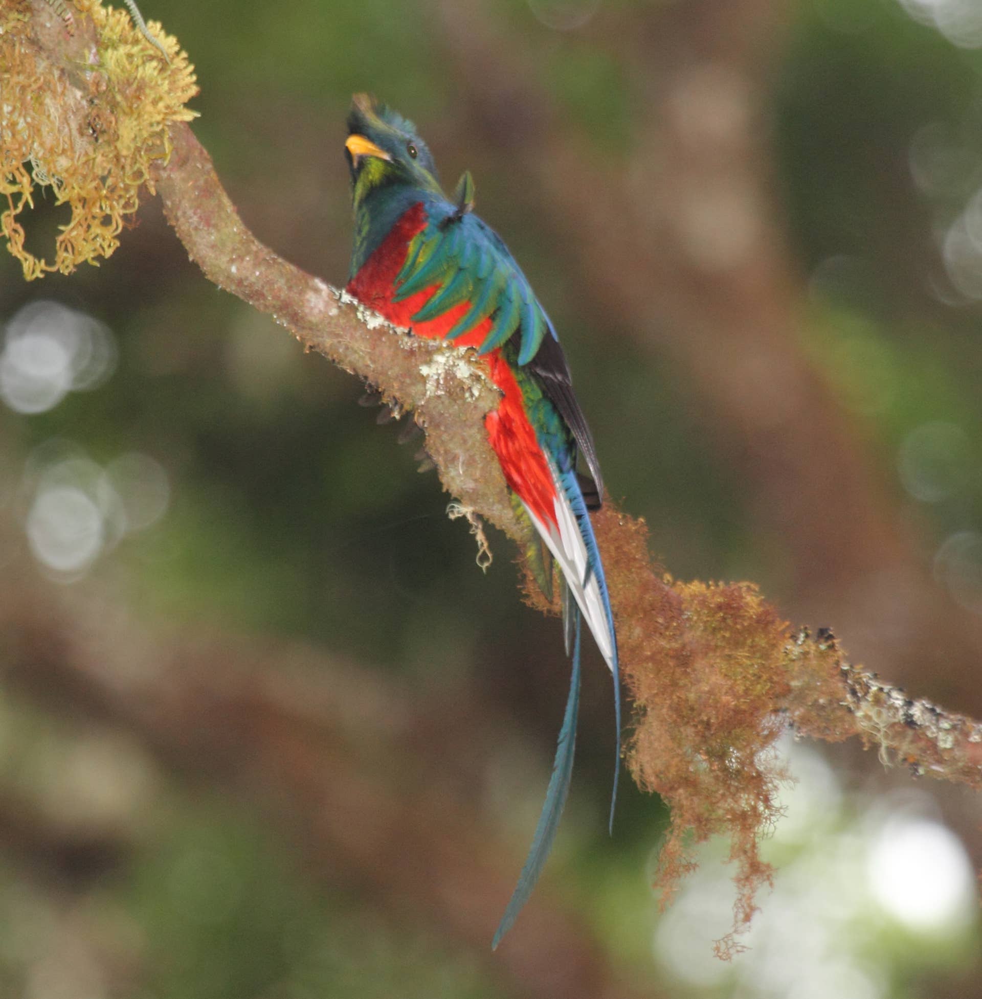Where is the Exotic Bird Locade in the Wold: Ultimate Guide Revealed